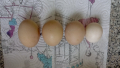 Домашни яйца в град Ямбол 