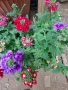 Вербена няколко цвята , снимка 4