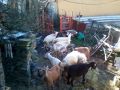 Продавам стадо 6 кози, 5 ярета и 1 пръч, снимка 1 - Кози - 45891654