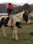 Кон, Кобила, пони, снимка 1
