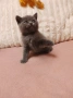 Продавам красиви и игриви британски котенца , снимка 3