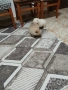 Mini Pomeran, снимка 6