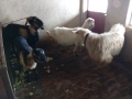 Продавам две кози и два пръча, снимка 7