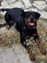 Ротвайлер , снимка 9