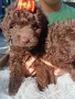 Пудел мини шоколад, снимка 2