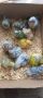 Монашески папагал Ръчно хранени бебета за дохранване или самостоятелни !, снимка 2