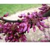 Див рожков (Cercis siliquastrum) Дърво на Юда, снимка 5