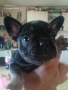 френски булдог. , снимка 1