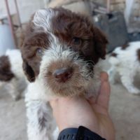 Лагото Романьоло / Lagotto Romagnolo за трюфели, снимка 4 - Други - 46096995