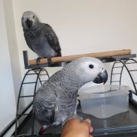 Африкански сиви папагали, снимка 5 - Папагали - 46157756