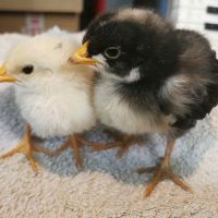 Пилета от домашни кокошки носачки на 5 дни, снимка 2 - други­ - 45806894