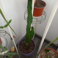 Различни кактуси, снимка 14 - Стайни растения - 45350691