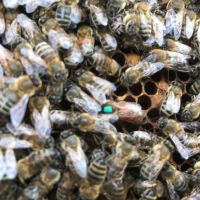 Пчелни отводки, снимка 1 - За пчели - 44138295