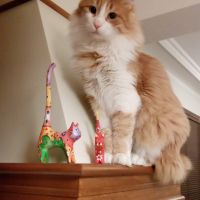 Турска ангора, чистокръвна ангорка, пухкаво двуцветно коте, женско котенце, ангорче, снимка 5 - Ангорски - 45958027