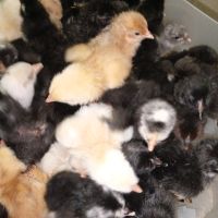 3,00лв - пиленца и разплодни яйца -0,90лв./бр.за люпене, снимка 2 - Кокошки и пуйки - 44184844