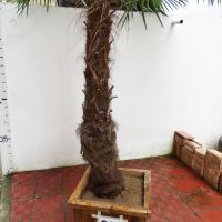 Студоустойчиви палми Трахикарпус в дървени саксии, снимка 15 - Градински цветя и растения - 44961425
