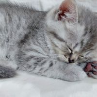 Очарователни породисти топки любов- британски късокосмести котенца, снимка 7 - Британска късокосместа - 46041988