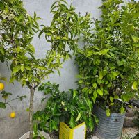 кумкуат, лимони и др. , снимка 6 - Градински цветя и растения - 45370807