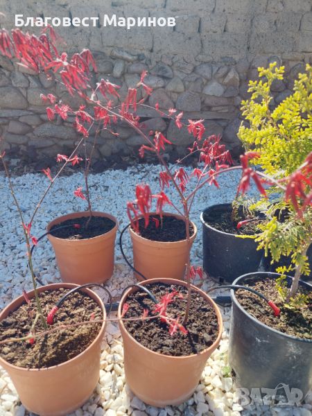 Японски Клен Acer Palmatum, снимка 1