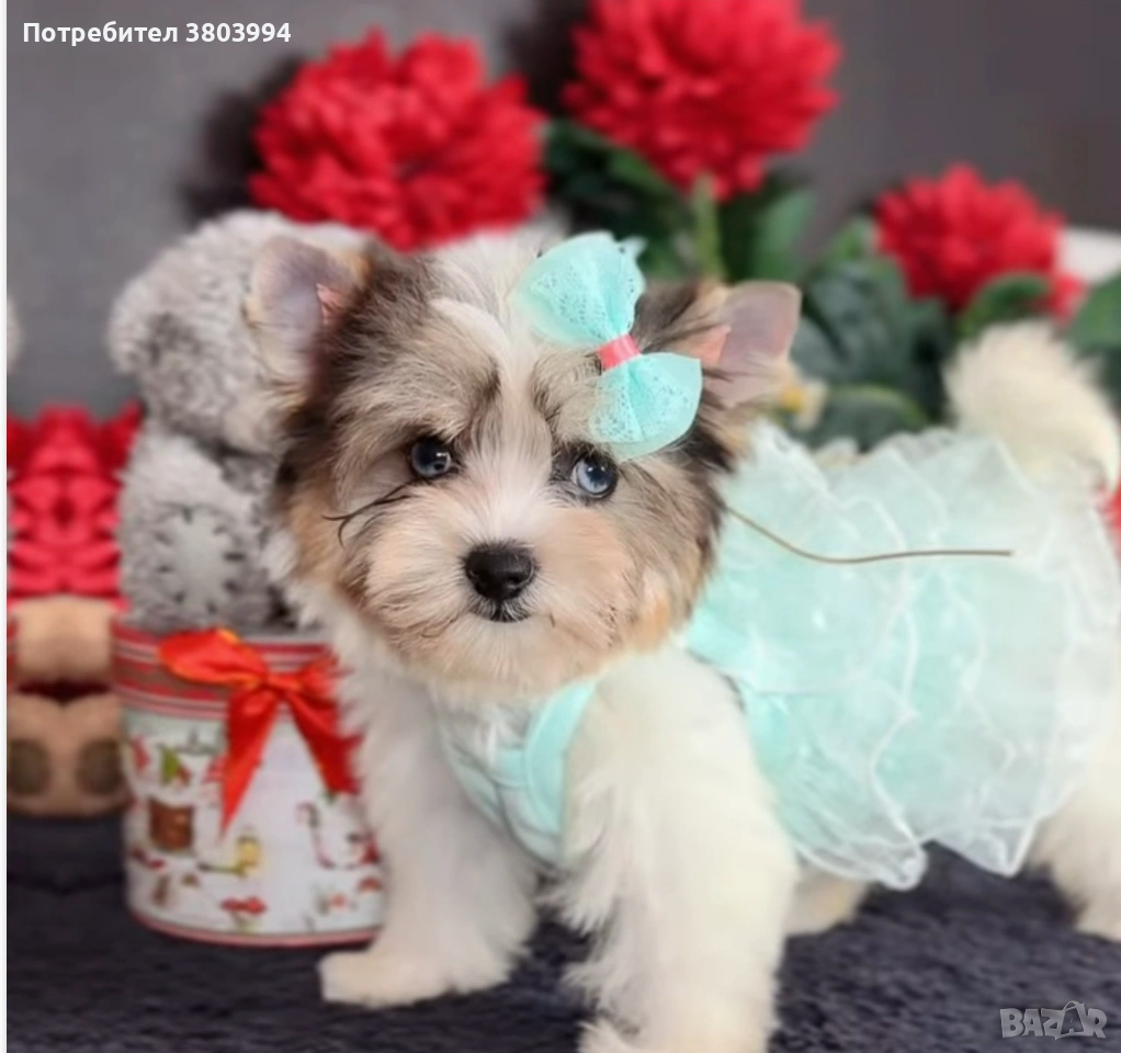 Бивер / йоркширски териер. Родословна Прекрасна красавица със сини очи. , снимка 1