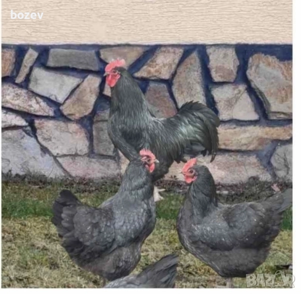 Петли черен австролорп и колумбийска брама , снимка 1