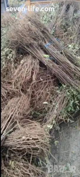 Фиданки медоносна липа и акация с наситен аромат , снимка 1