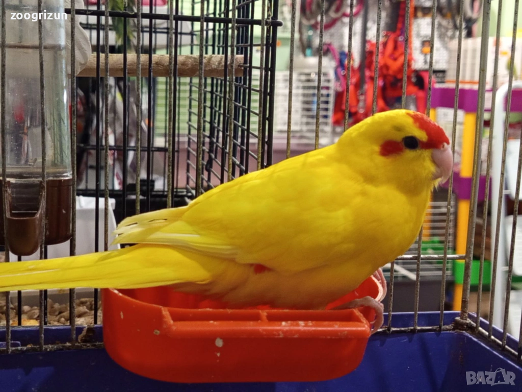 Какарики бебета, снимка 1