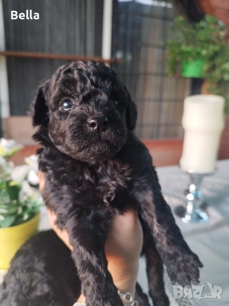 Мини Пудел, снимка 1