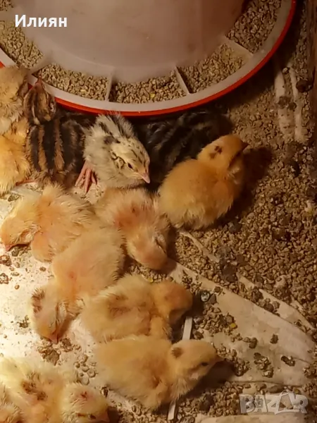 Пъдпъдъци, снимка 1