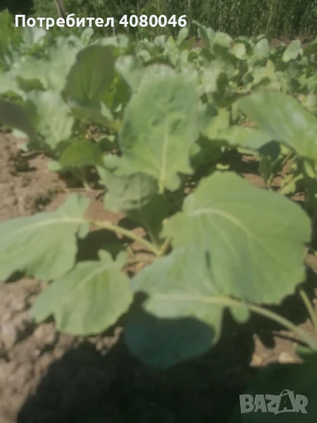 Разсад зеле"Кьосе" , снимка 1