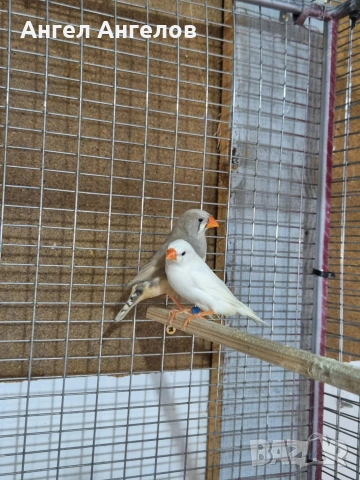 зеброви амадини , снимка 4 - Амадини - 53338889