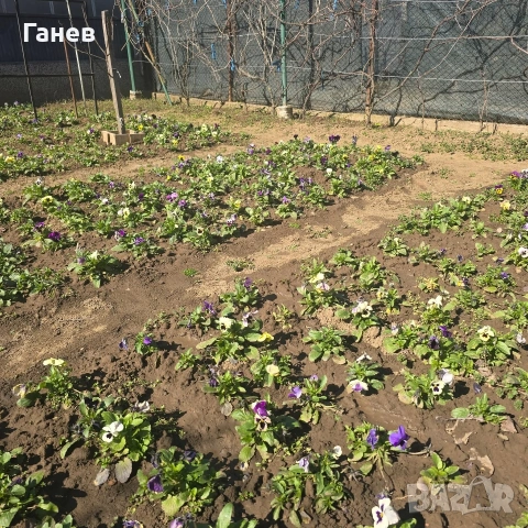 Теменужки градински, снимка 2 - Градински цветя и растения - 53774771