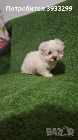 Малтийска болонка мини момиче