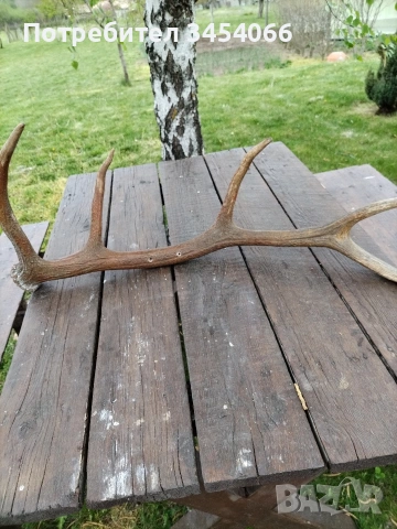 Еленови рога. , снимка 5 - Декорация за дома - 54265152