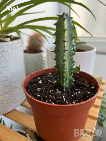 Euphorbia trigona, Еуфорбия тригона, кактус, стайно растение, снимка 1 - Стайни растения - 46434497