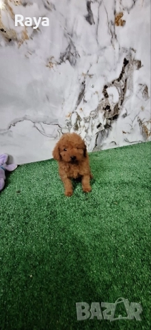  Той и мини пудели, снимка 2 - Пудели - 47042609