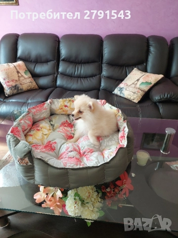 померан момче , снимка 6 - Померан - 51604999