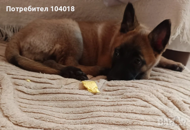 Малиноа белгийска овчарка , снимка 4 - Белгийска овчарка - 53055771