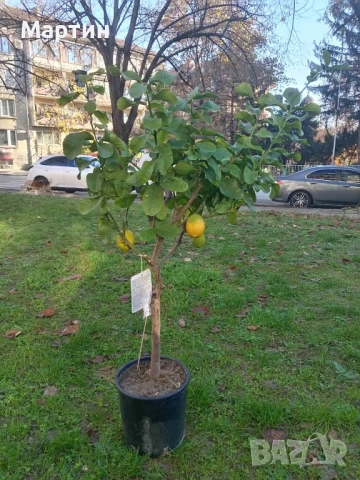 Стайни растения за дома и офиса , снимка 12 - Стайни растения - 52435932