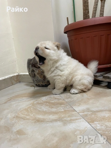 чау чау, снимка 2 - Чау Чау - 53899553