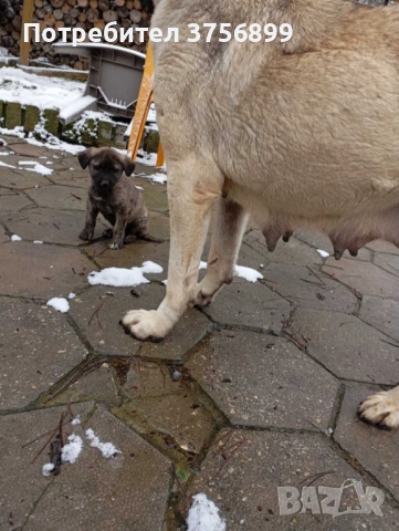 Женски кангал Анадолска овчарка, снимка 5 - Кангал - 53522638