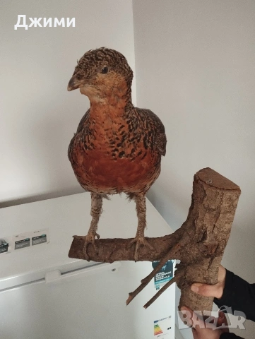 препариран женски глухар, снимка 2 - Антикварни и старинни предмети - 53844839