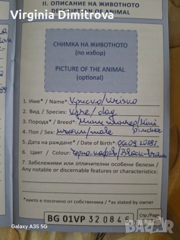 Две мини пинчерчета, снимка 4 - Пинчер - 53389093