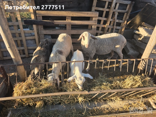 Продавам агнета женски, снимка 1