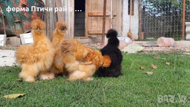 петлета американска копринка, снимка 4 - Кокошки и пуйки - 51691092