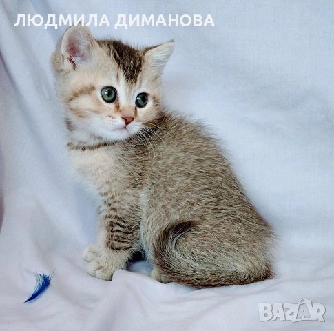 Шотландско мъжко. Златна чинчила. , снимка 2 - Британска късокосместа - 53614919