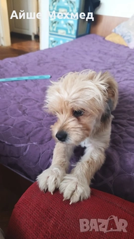 йоркширски териер на 2 години