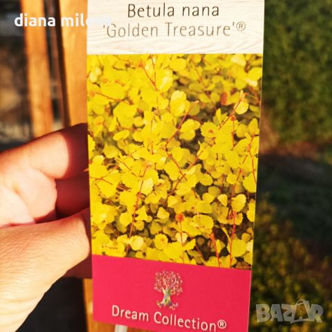 Жълта Бреза джудже, Betula Golden Treasure, снимка 3 - Градински цветя и растения - 40126364