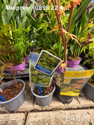 Японски клен - АЦЕР Налични 5 вида Студоустойчиви, снимка 15 - Разсади - 50406492