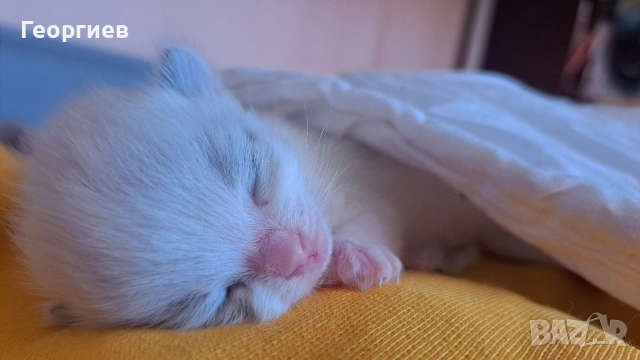 Регдол коте 